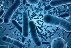 BACTERIOLOGIA