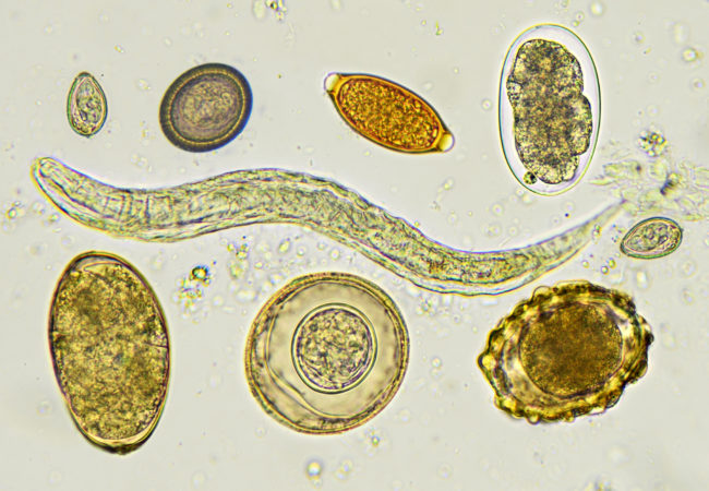PARASITOLOGIA